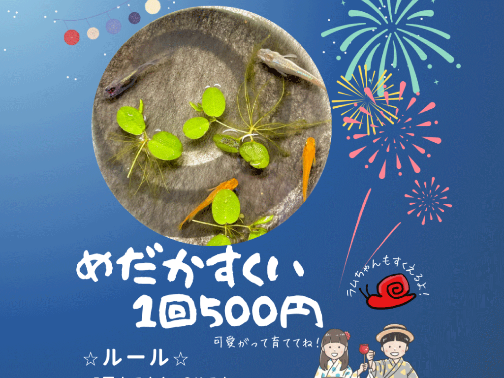 エミリー★めだか・スーパーボールすくい201号