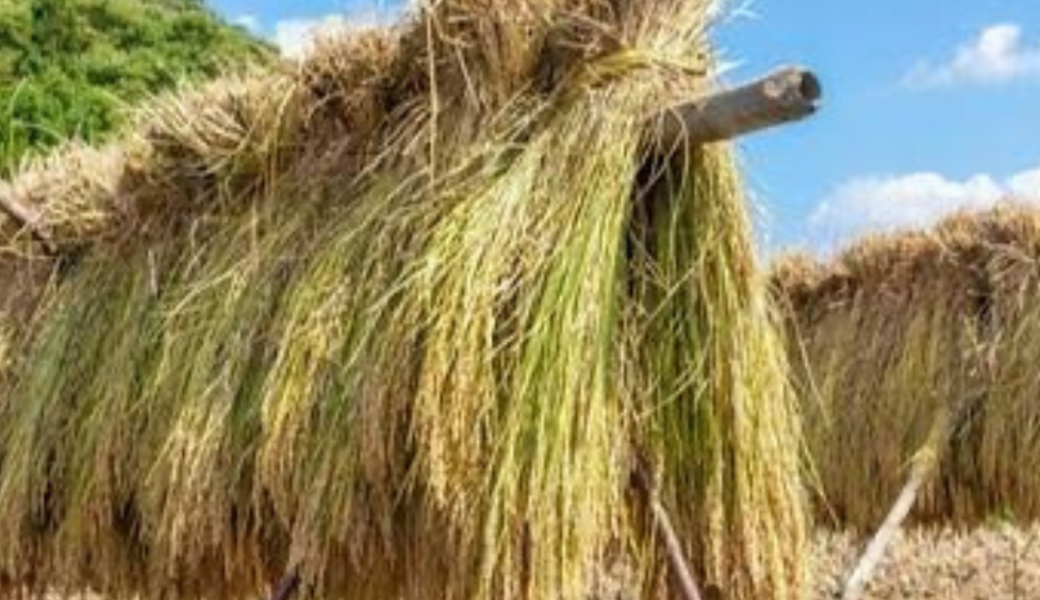 三木町の氏の宮神社で「昔ながらの稲刈り体験」が開催される