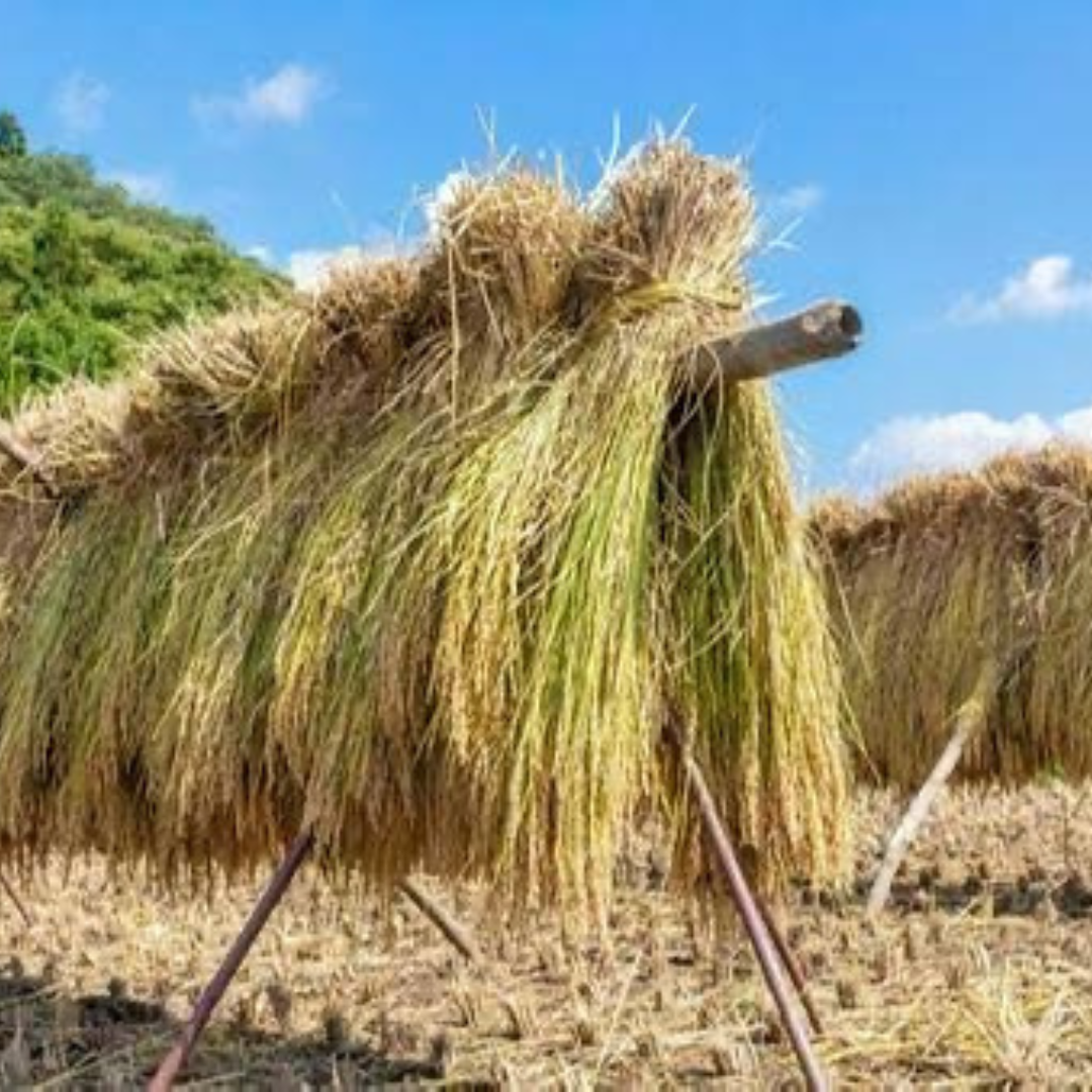 昔ながらの稲刈り体験