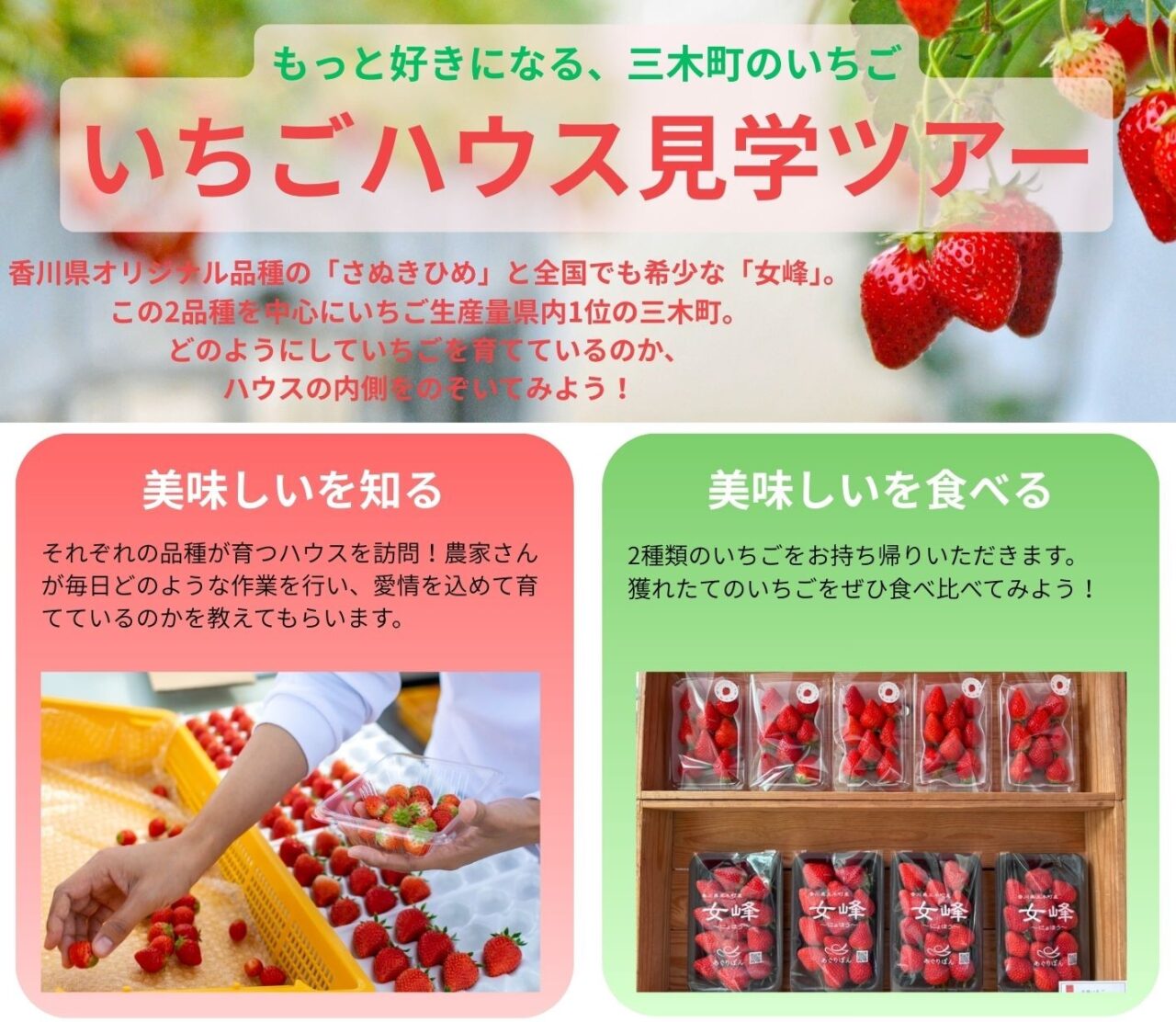 三木町 いちごハウス見学ツアー