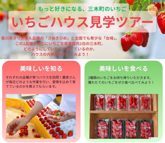 三木町 いちごハウス見学ツアー