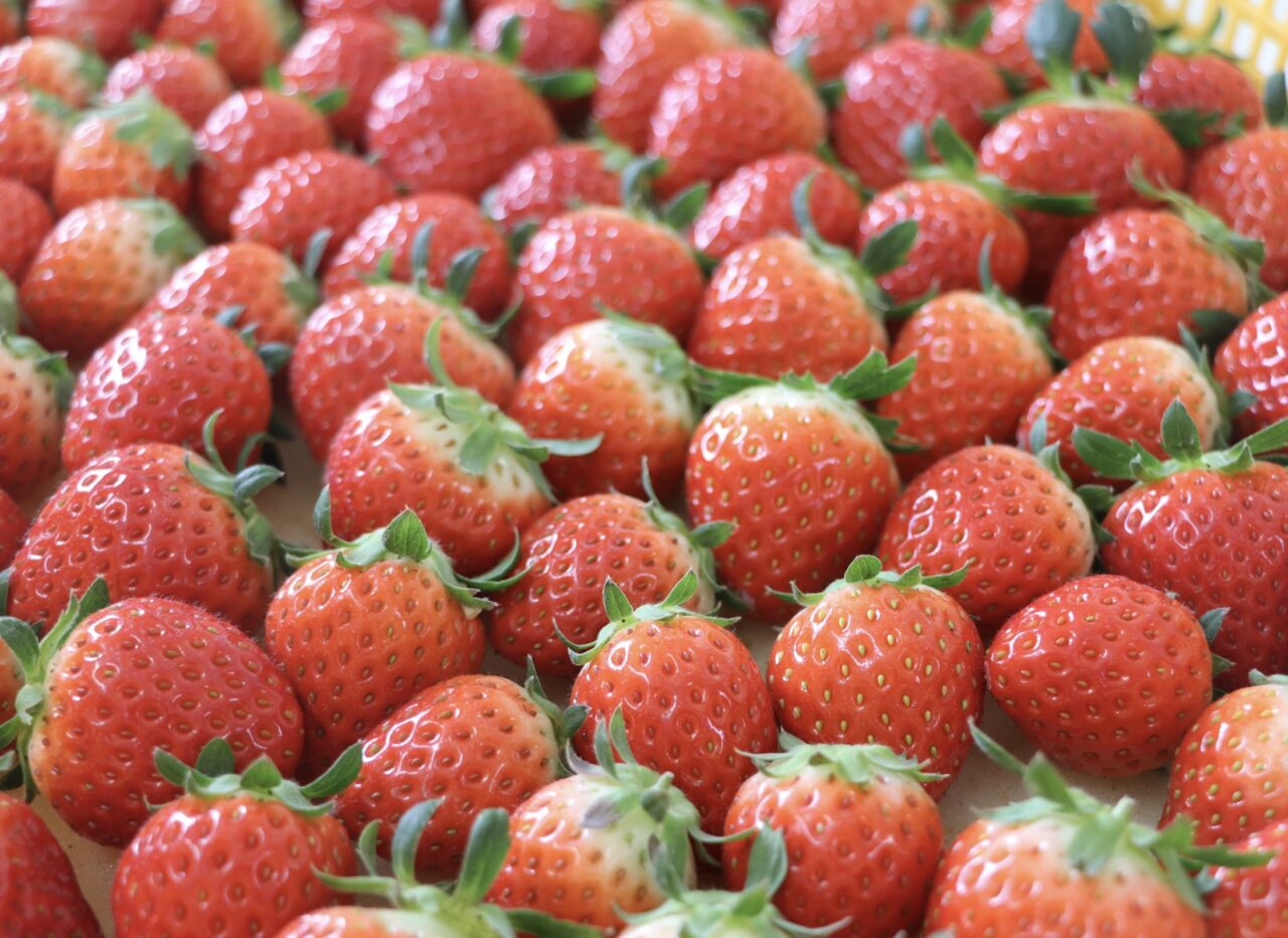 三豊市財田町 がっこうのイチゴ園「財田上」