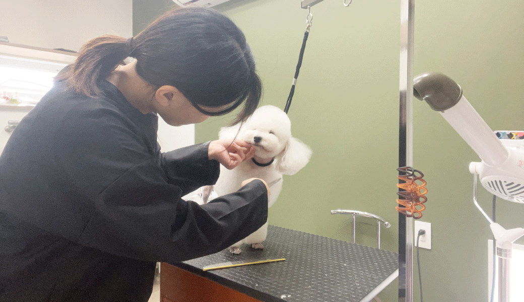 綾川町に「DogSalon Su’s. (ドッグサロン スズ)」が2025年11月24日 (月)にオープン