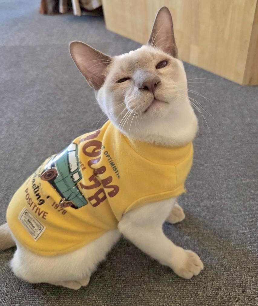 宇多津町 猫カフェ 讃岐neko