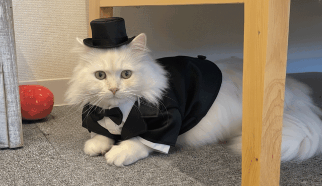 宇多津町 猫カフェ 讃岐neko