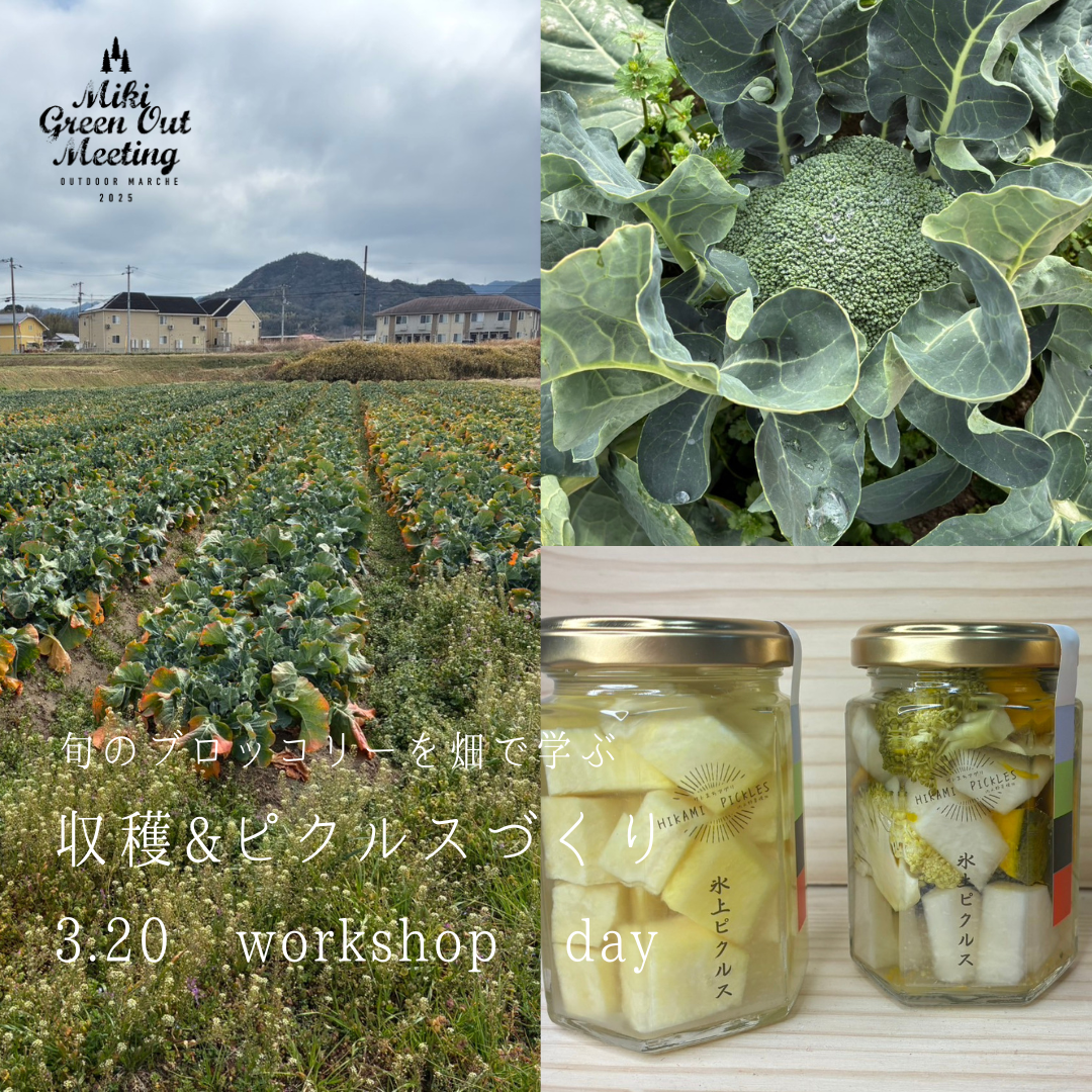 三木町 ブロッコリー収穫＆ピクルスづくり体験