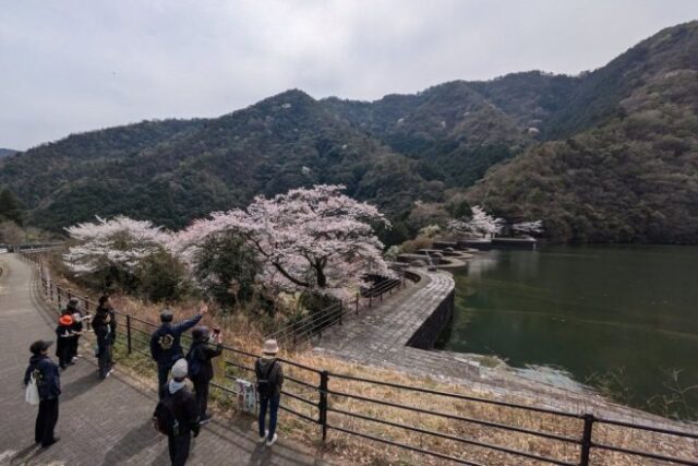 豊稔池下駐車場 春の五郷を満喫しよう