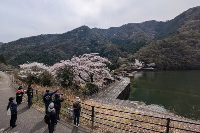 豊稔池下駐車場 春の五郷を満喫しよう
