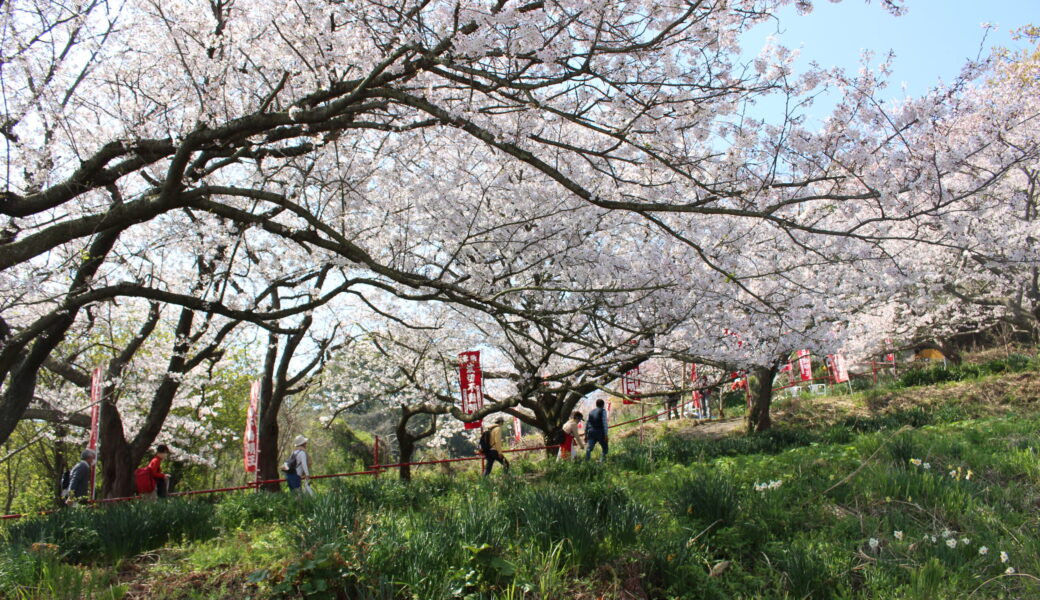 伊吹島で「春爛漫！伊吹の島から桜の便り！」が2026年4月8日 (水)に開催