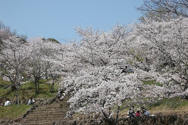 たどつさくらまつり