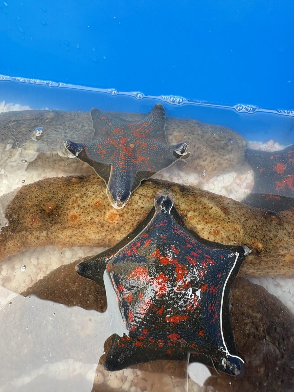 坂出市王越町 せとうち水族館