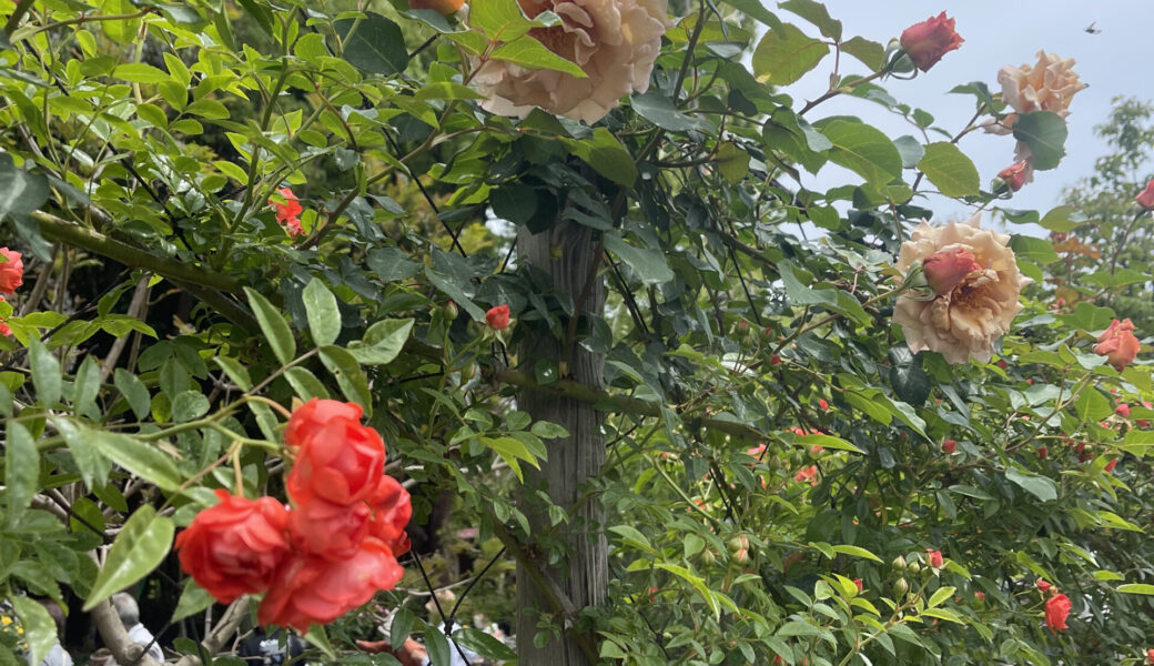 番の州公園で「バラ祭り 2026」が2026年5月8日 (金)-17日 (日)に開催