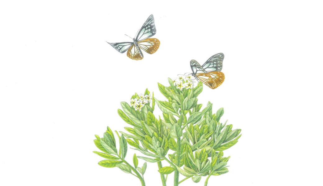 大野原中央公民館で「植物画展 四季の花in香川」が2026年6月2日 (火)-29日 (月)に開催　